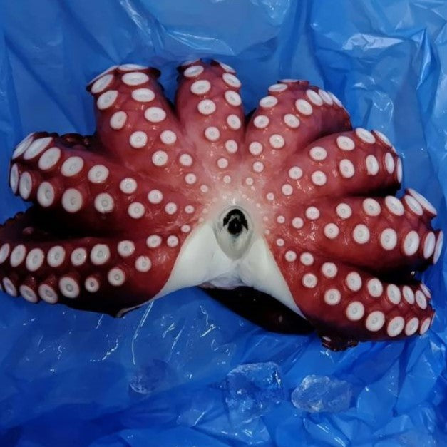 湯タコ 800g以上 冷凍 モロッコ モーリタニア 真空 京都食彩市場