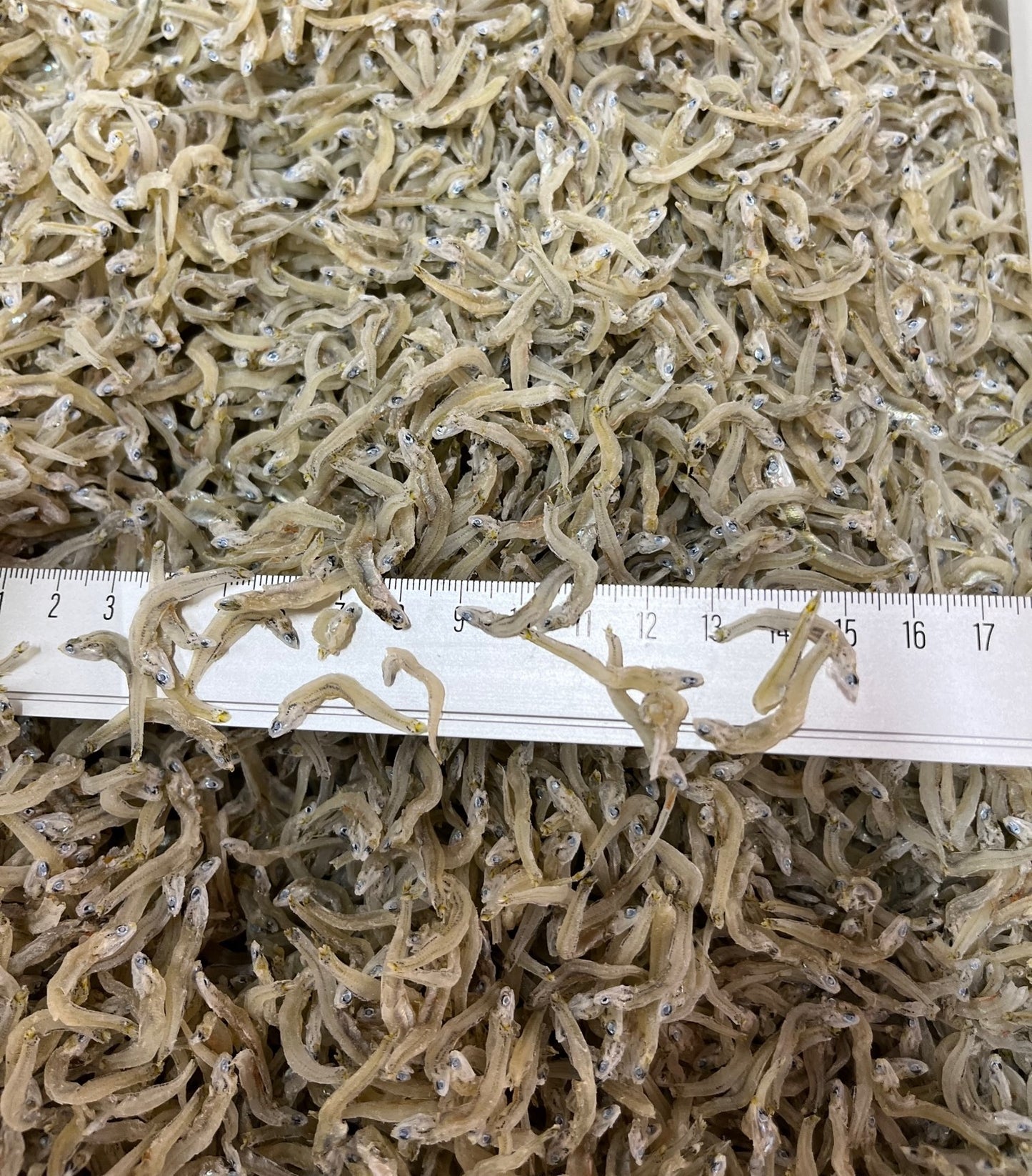 ちりめんじゃこ 大サイズ 5kg 兵庫県産その他