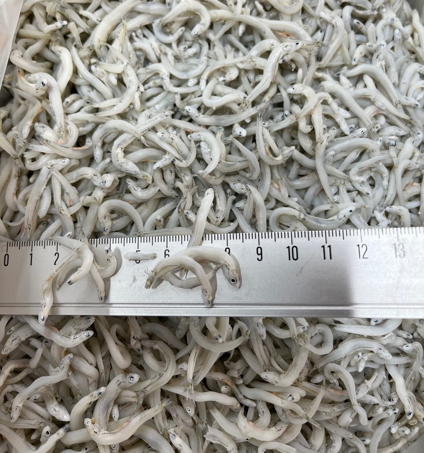 かまあげしらす 小サイズ 1kg 和歌山県加工