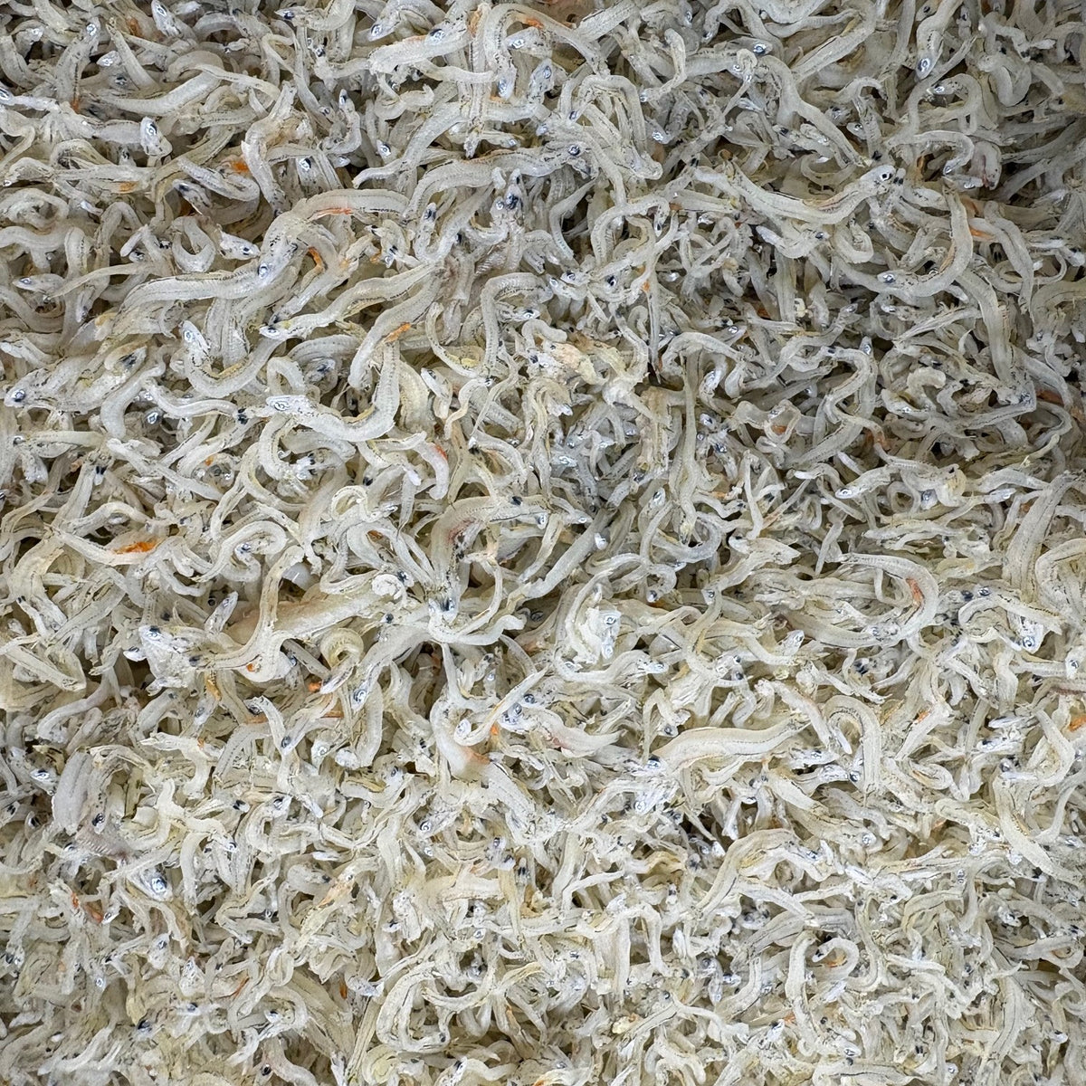 緊急特売!!! ちりめんじゃこ 5kg 中サイズ 兵庫県産、愛知県産その他国産 京都食彩市場