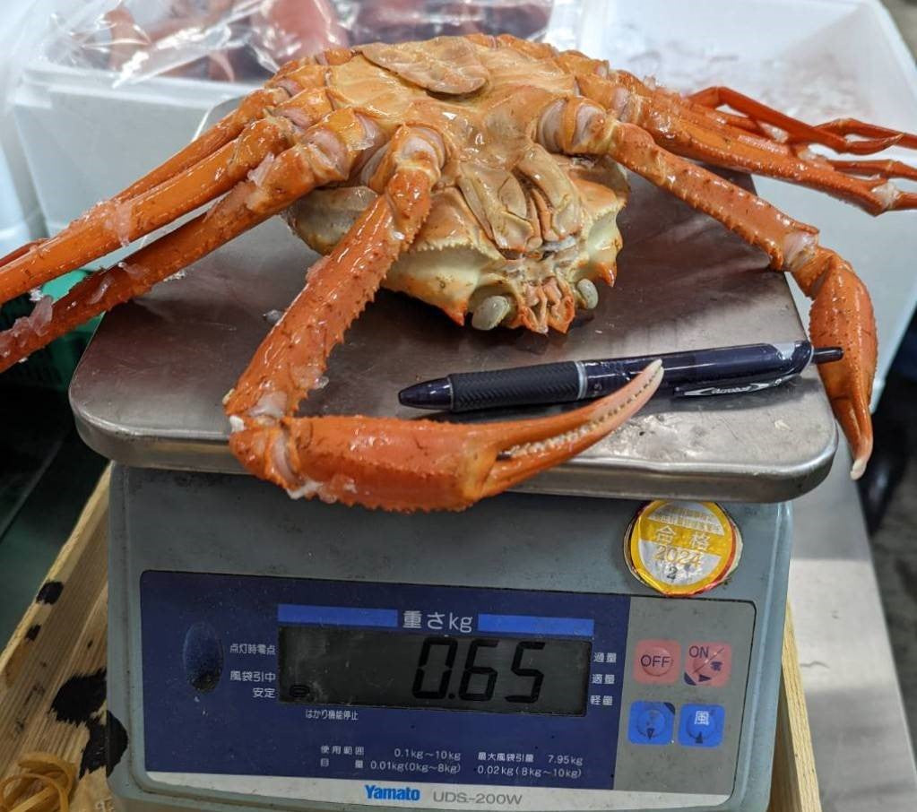 紅ズワイカニ 2匹 チルド 兵庫県香産 いがや