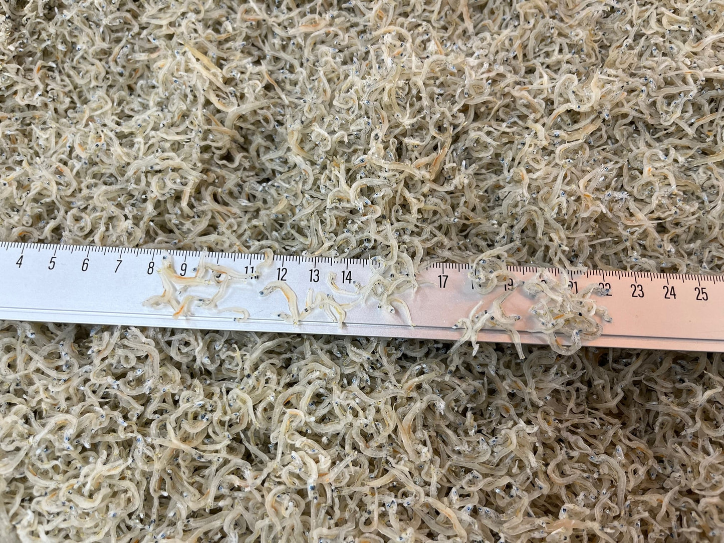 鹿児島県産 ちりめんじゃこ 小サイズ 6kg