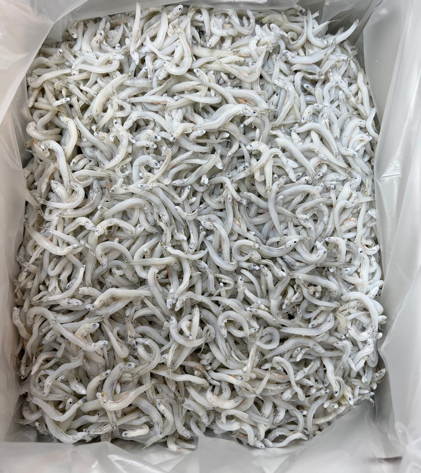 かまあげしらす　小サイズ　1kg　　和歌山県加工　