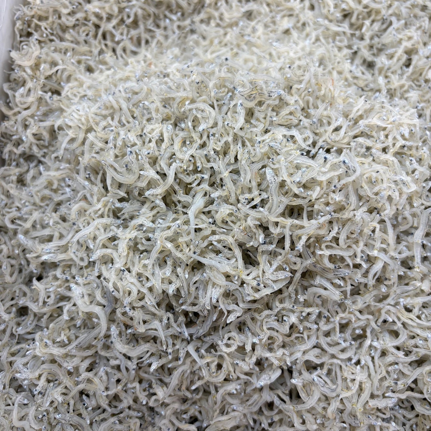新物入荷　ちりめんじゃこ　５ｋｇ　中サイズ　　兵庫県産　など　京都食彩市場