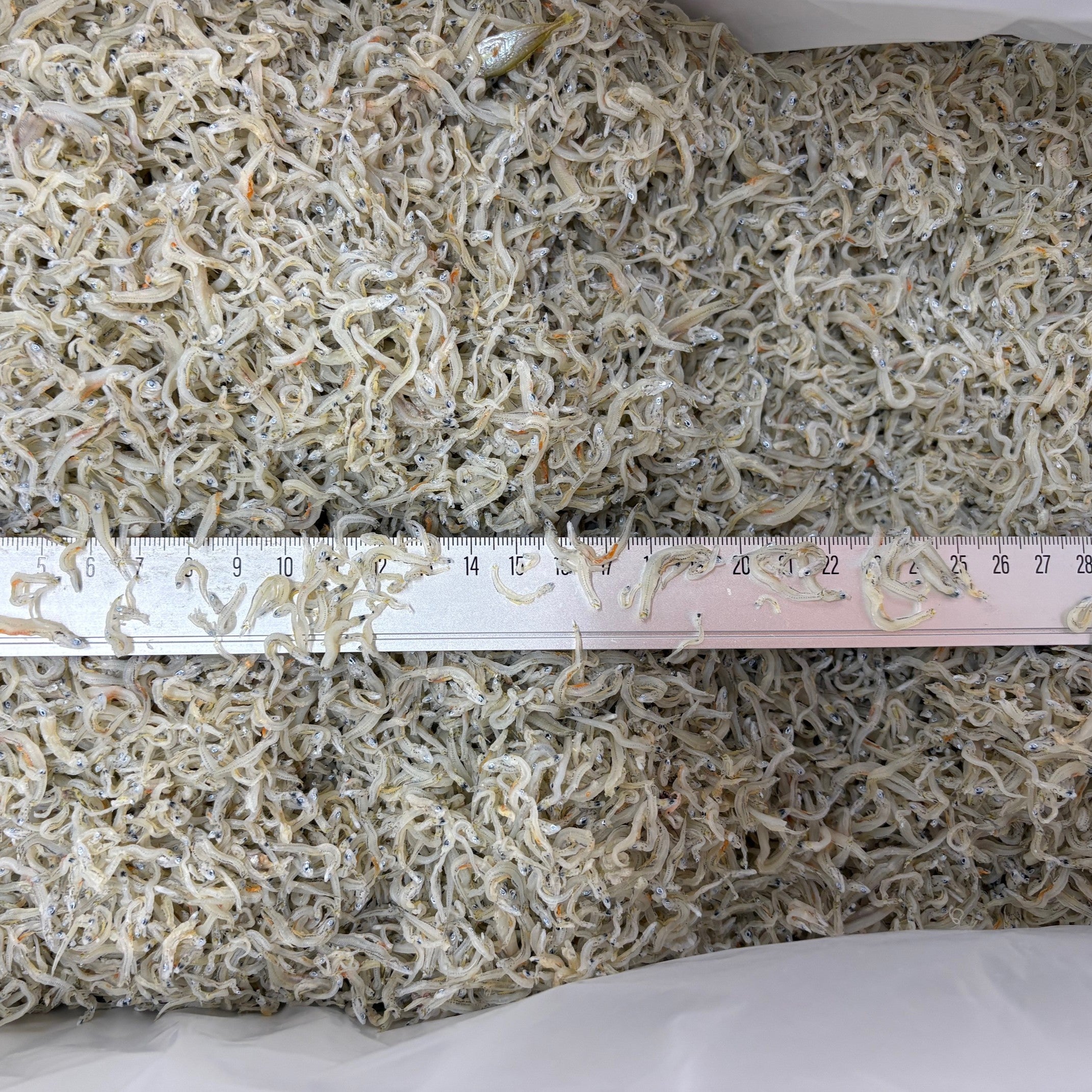 ヒーコ様5Kg 食べごろサイズ